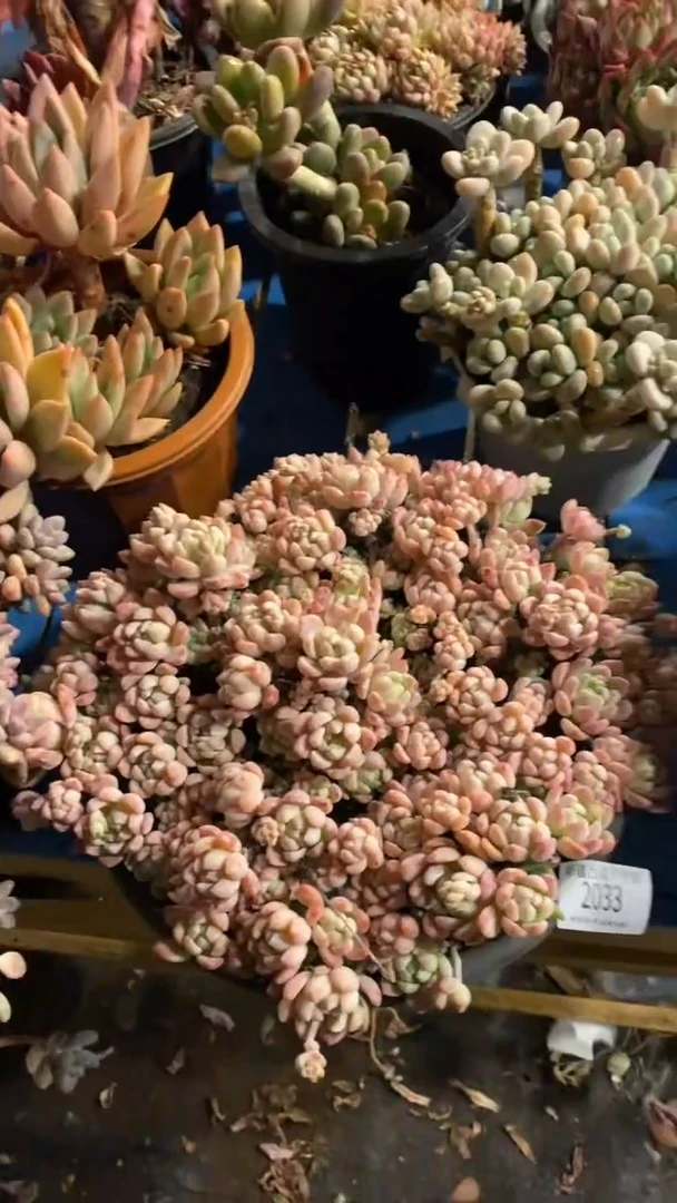 【闪购商品】2033桃酥