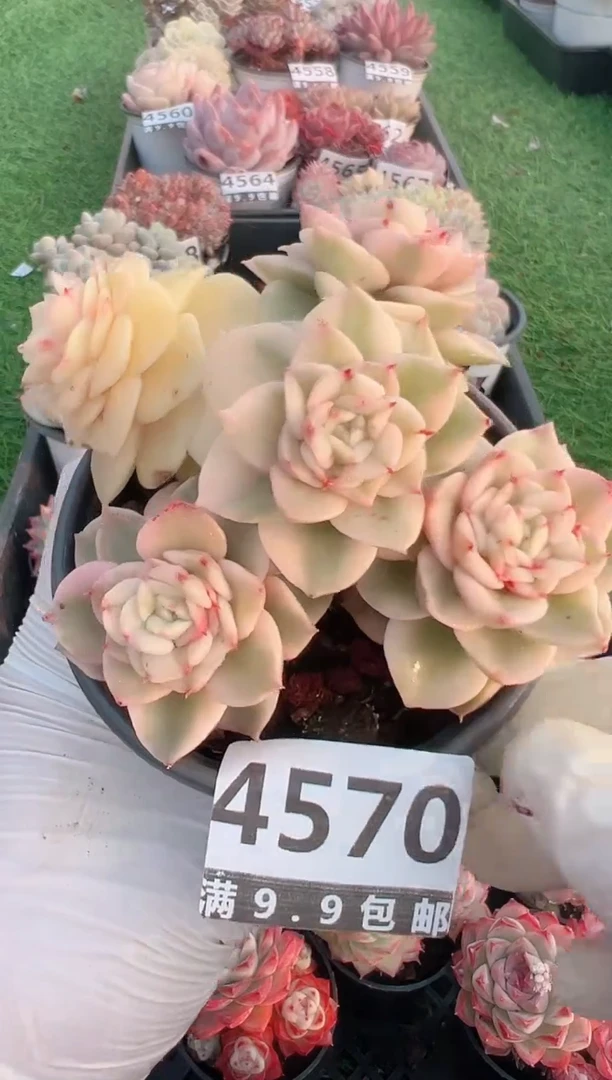 【闪购商品】信福多肉一物一拍