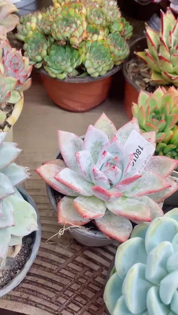 ✨****?18016多肉植物一物一拍