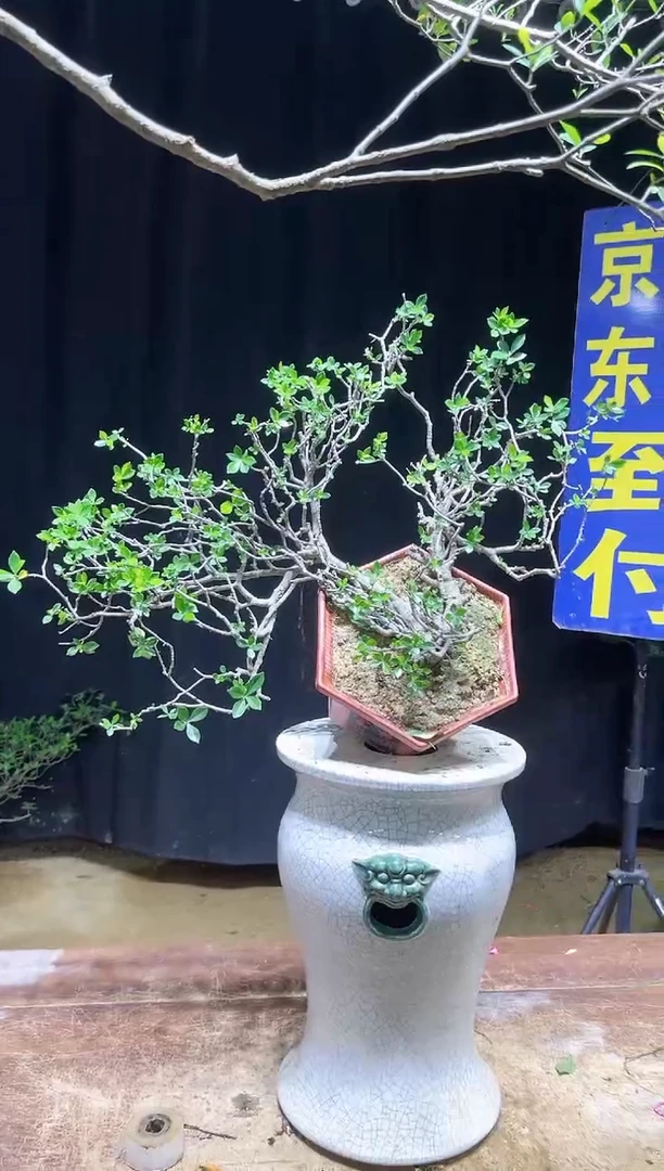 大量花朵（建议范围：8朵-15朵 或40%以上）用****2海岛栀子花