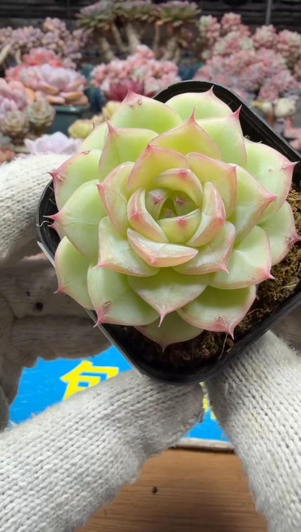 东云多肉园三店-187