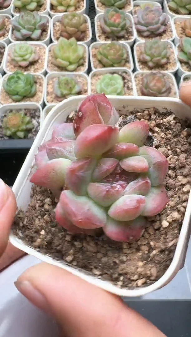 676D云禹多肉植物 带盆土纸巾打包 3颗包邮