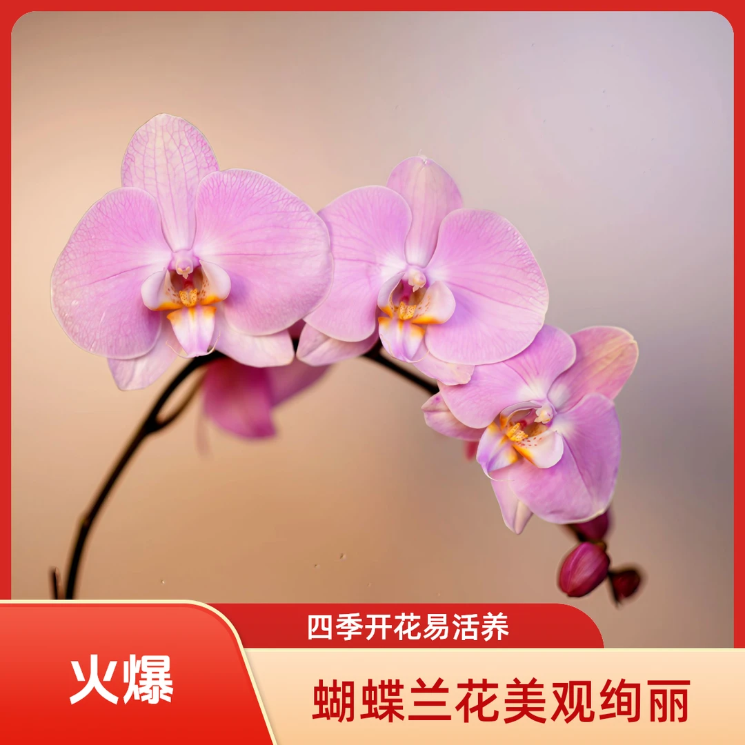 悠花里蝴蝶兰【罗马】带花带花苞开花株发货