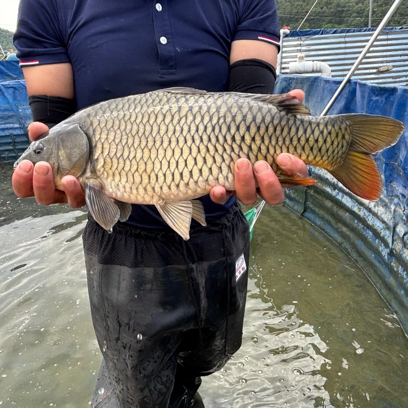 【活体】优质鲤鱼田鱼（4-12cm）观赏鱼淡水鱼冷水鱼鱼
