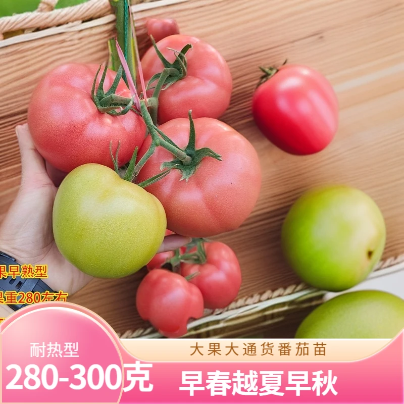 山东寿光耐热型大通货双赢春冠抗病毒抗灰叶斑抗叶霉大果番茄苗