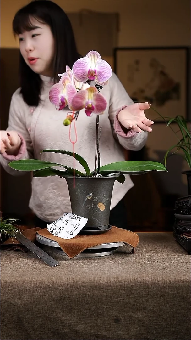 【闪购商品】紫砂花盆紫砂花盆4513+z