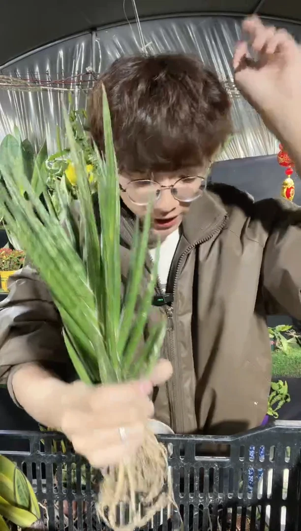 【闪购商品】狐狸尾裸根2棵9.9