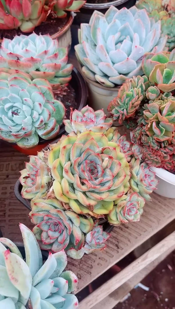 30107多肉植物一物一拍