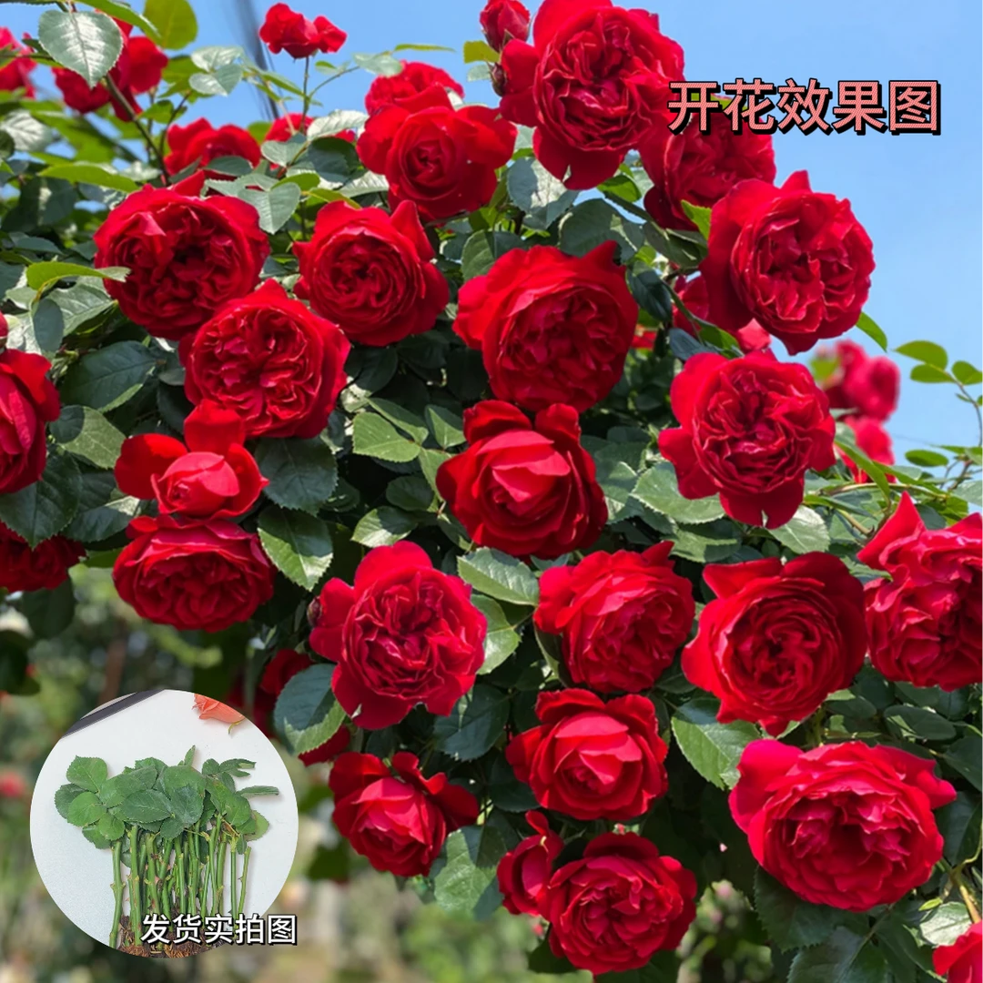 月季花苗蔷薇花苗扦插小苗蔷薇四季浓香玫瑰藤本月季庭院浓香