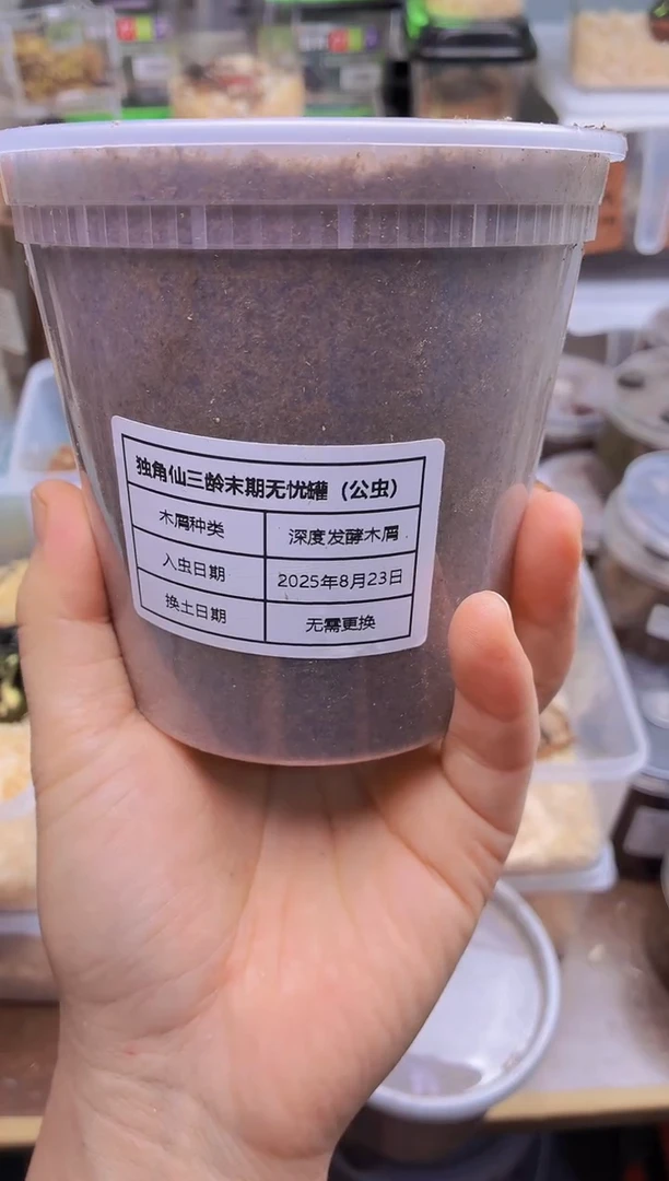 独角仙蛹一只     公