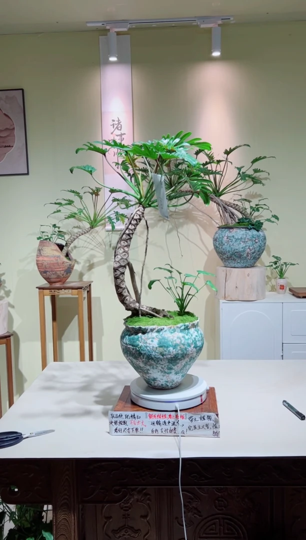 完全开放老桩龙鳞小天使