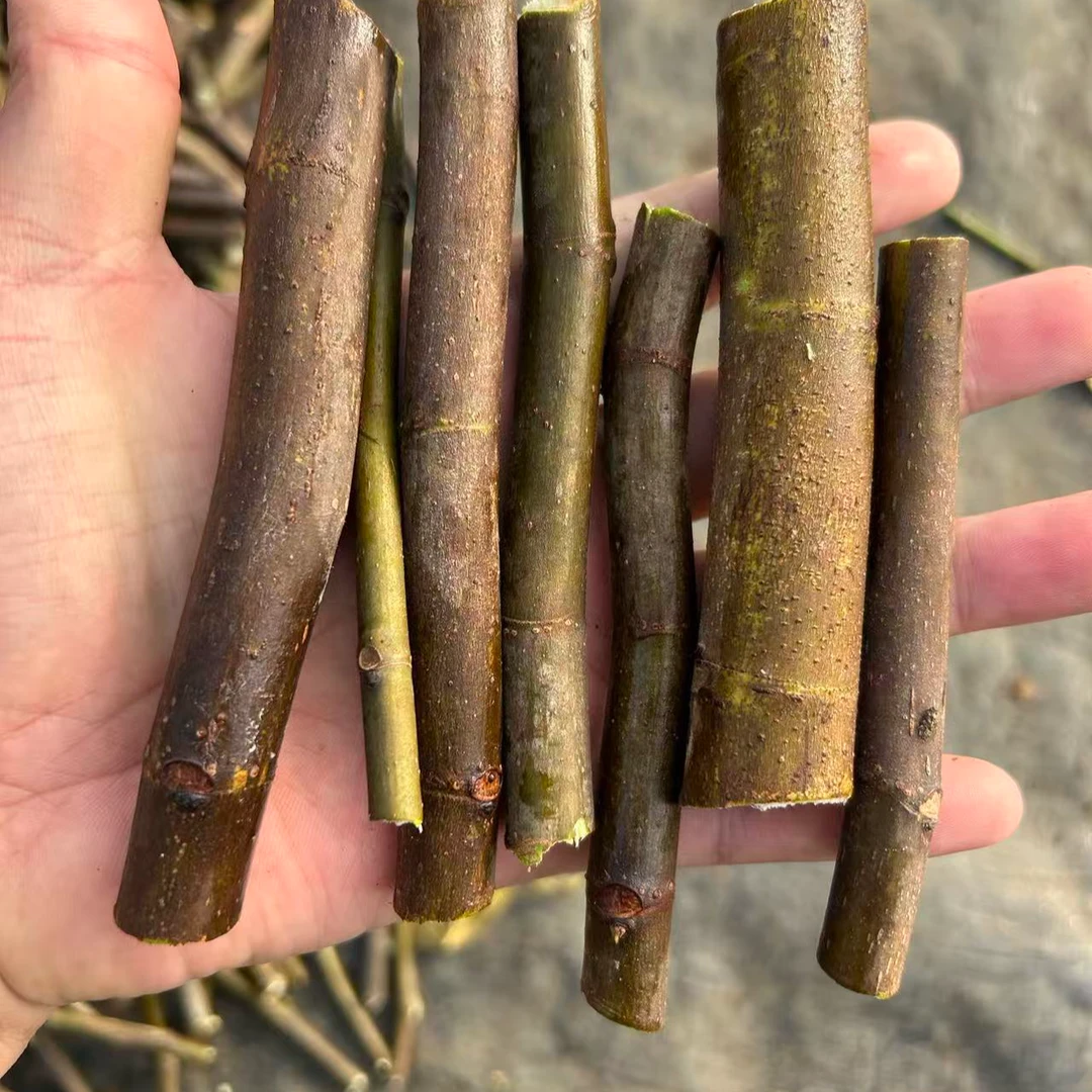 无花果枝条扦插枝条 育苗枝条 30根一份每个10个品种