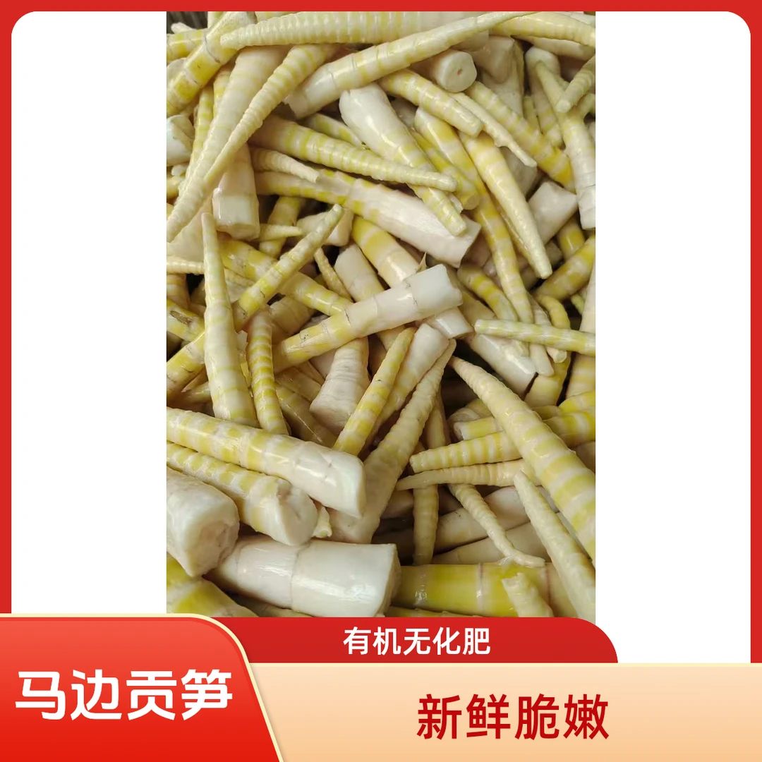 四川马边老河坝白鸡池新鲜嫩笋尖竹笋脆笋商用火锅食材