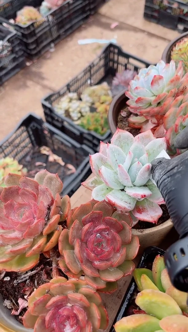 ?***?多肉植物一物一拍27139