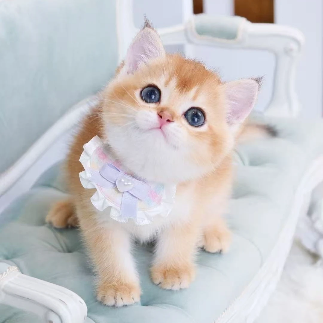 【联宠御猫】精品猫/品种猫/性格好/金渐层/金加白/矮脚/英短/英长