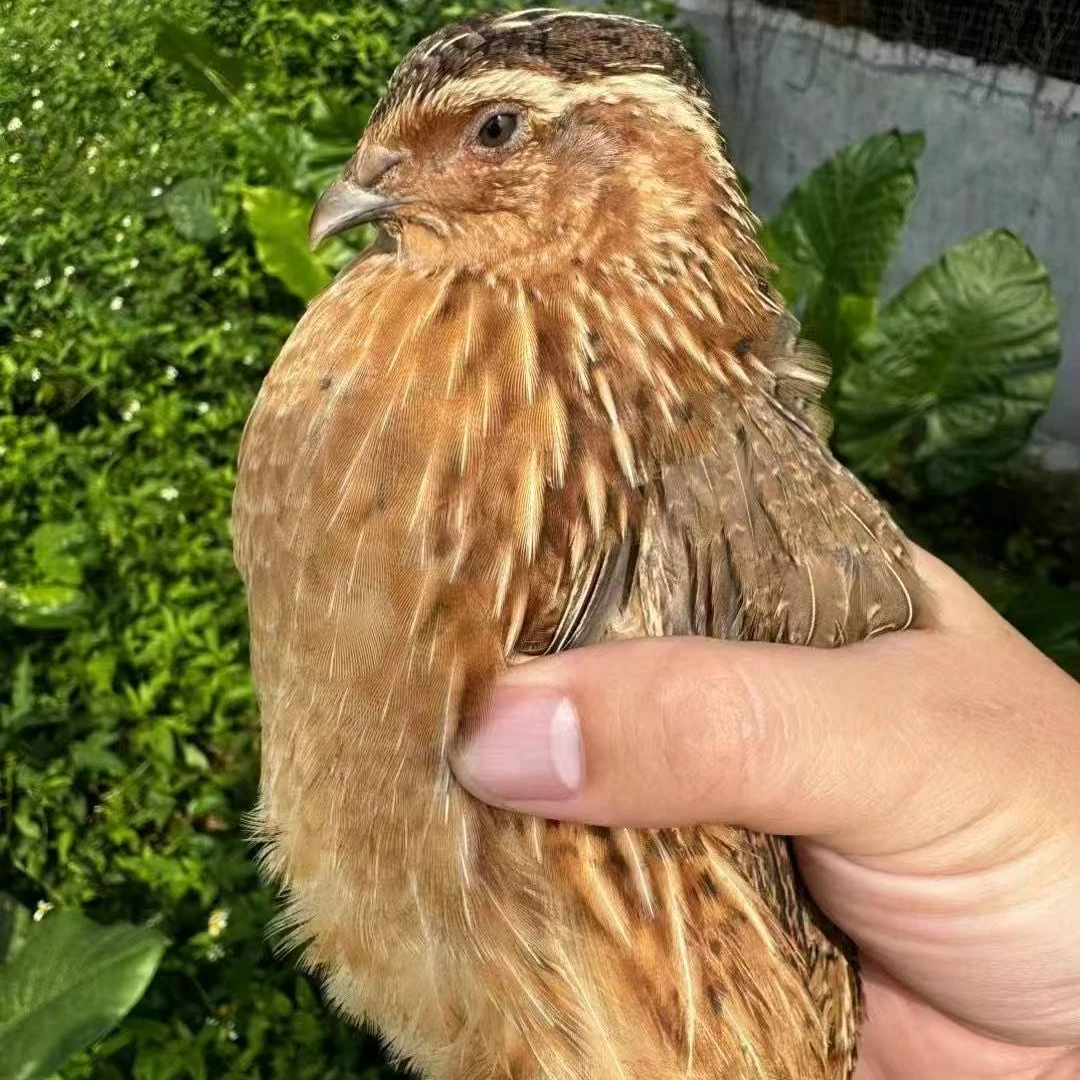 新鲜现宰鹌鹑10只 顺丰冷链鹌鹑可用于烧烤炖汤做法多种 农家美味