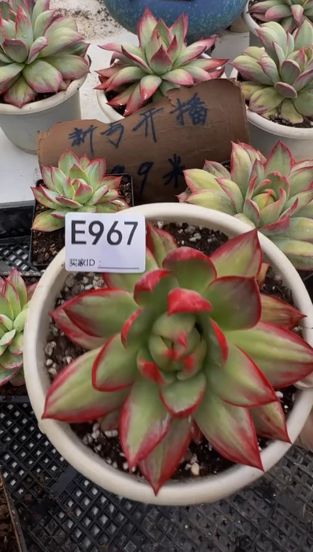E967惊鸿仙子（裸根发货）