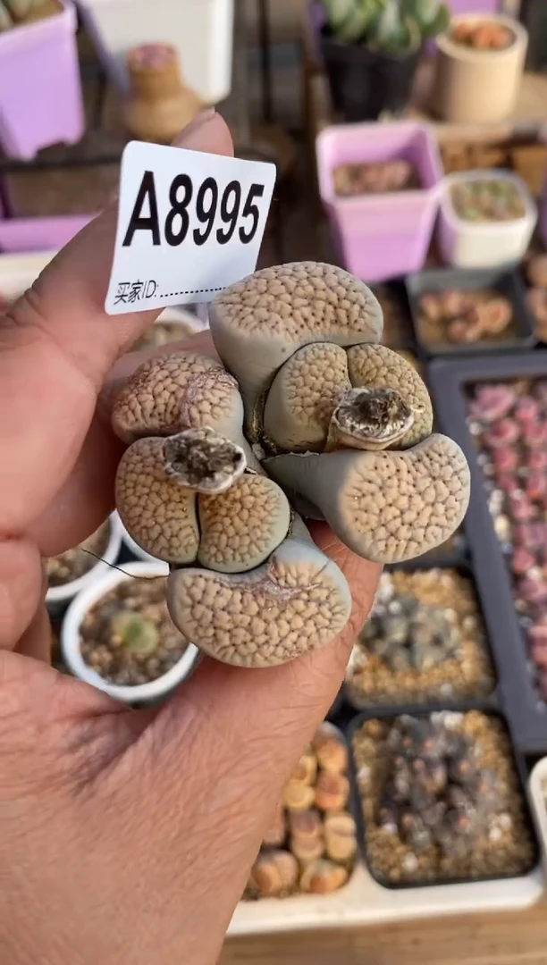 【闪购商品】8995直播一物一拍