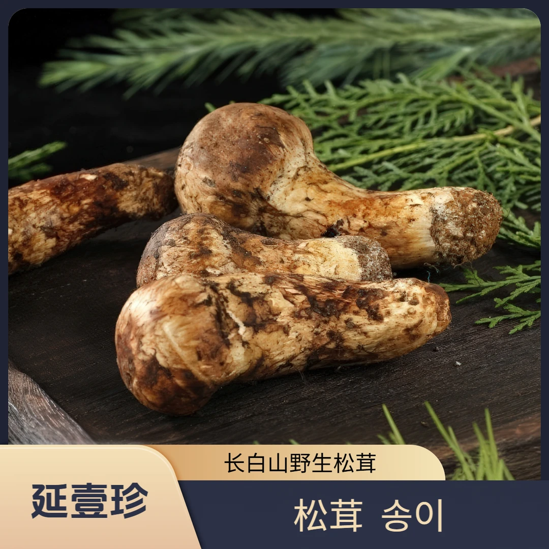 【松茸】长白山新鲜野生菌菇特产礼盒装出口级产地直发顺丰空运