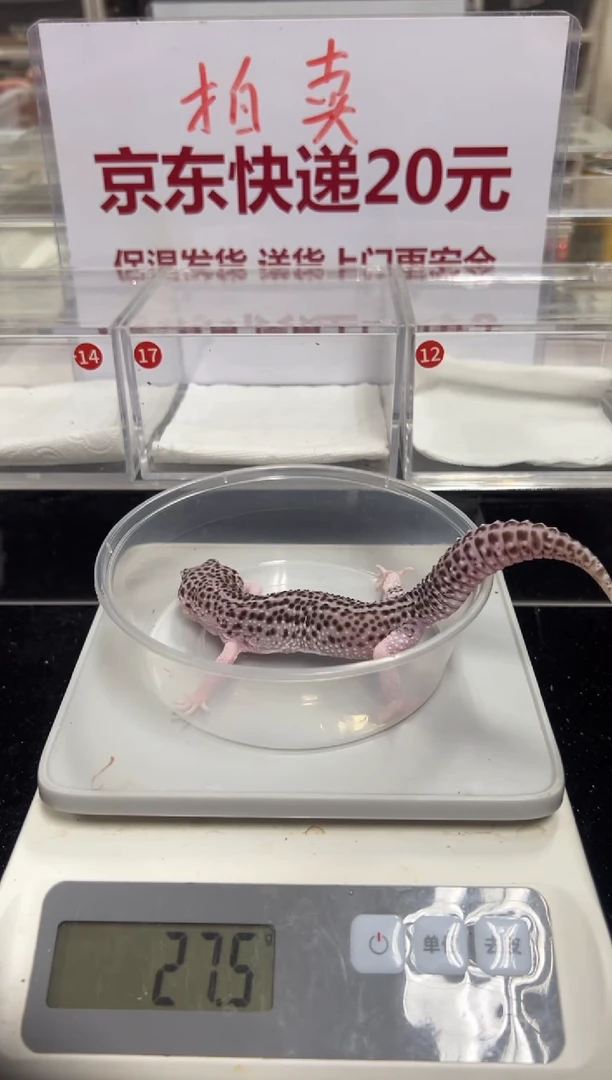 豹纹守宫555555555