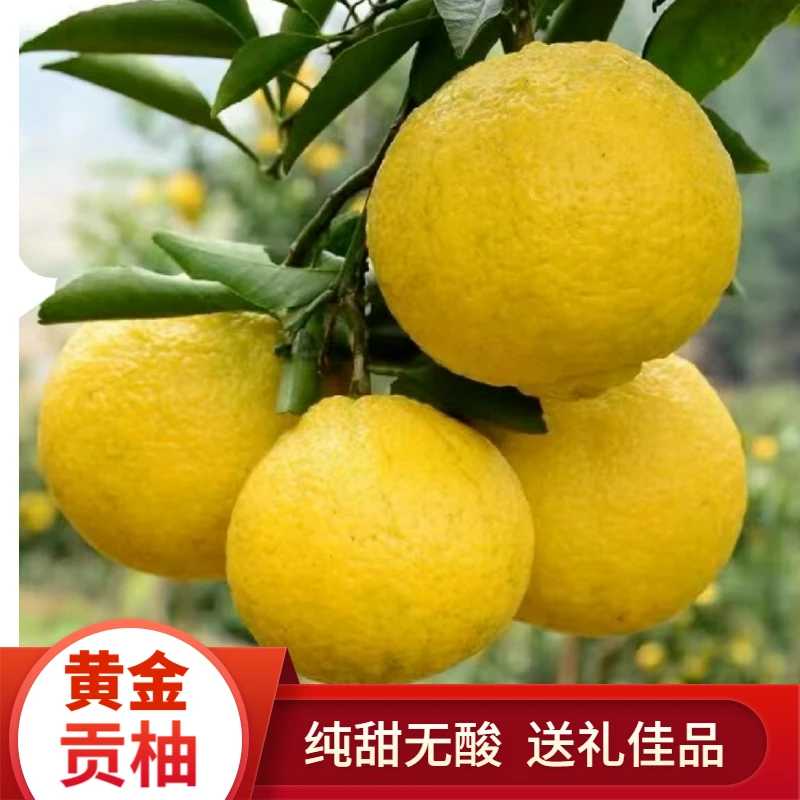 黄金贡柚新鲜水果直发纯甜多汁年货净重4.5斤9斤非甜桔柚精品美味