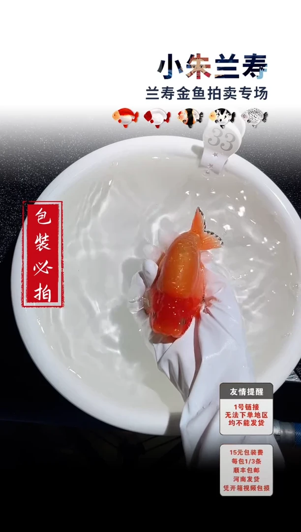 金鱼 包装必拍未拍顺丰到付33号