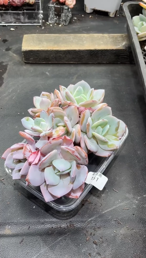 151 奶茶        3头起发      量拍