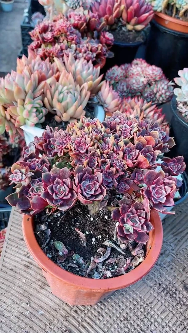 【闪购商品】21184