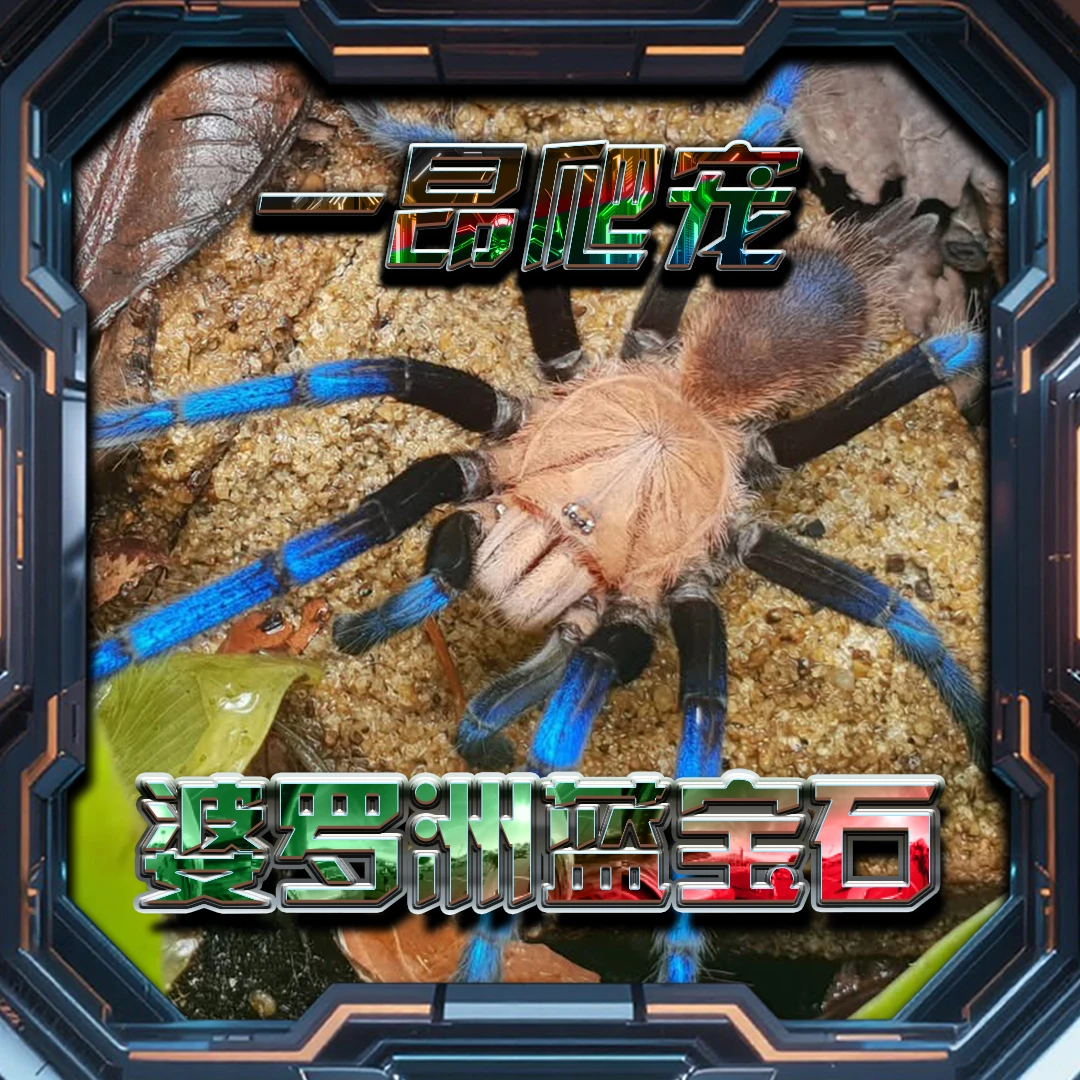 婆罗洲蓝宝石宠物蜘蛛颜色艳丽蓝色品种稀有高端收藏级别