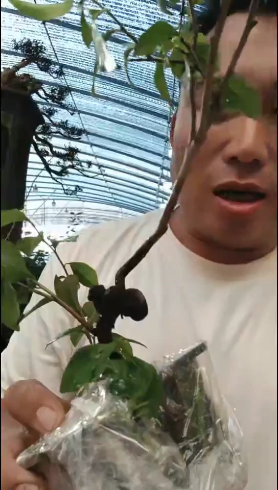 无花朵半**醒老鸦柿