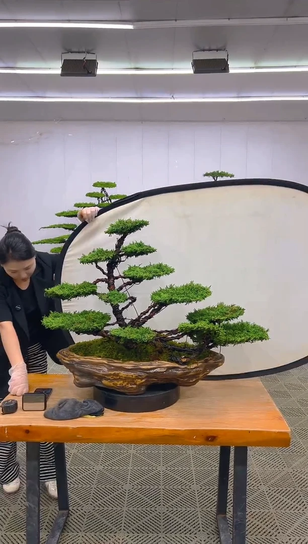 无花朵济州真柏盆景......