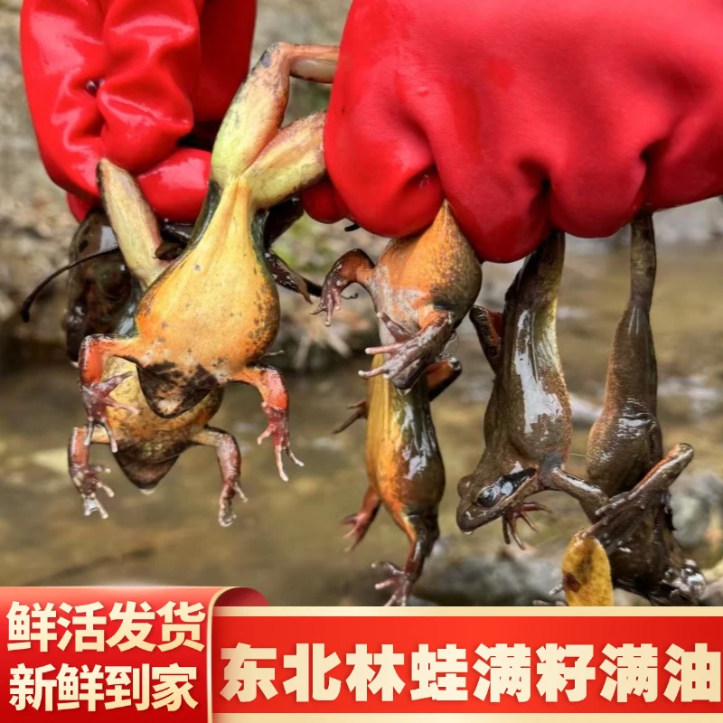 【河鲜】1东北蛤蟆公狗子母豹子母蛤蟆河鲜1斤起
