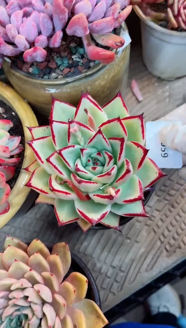 【闪购商品】13059