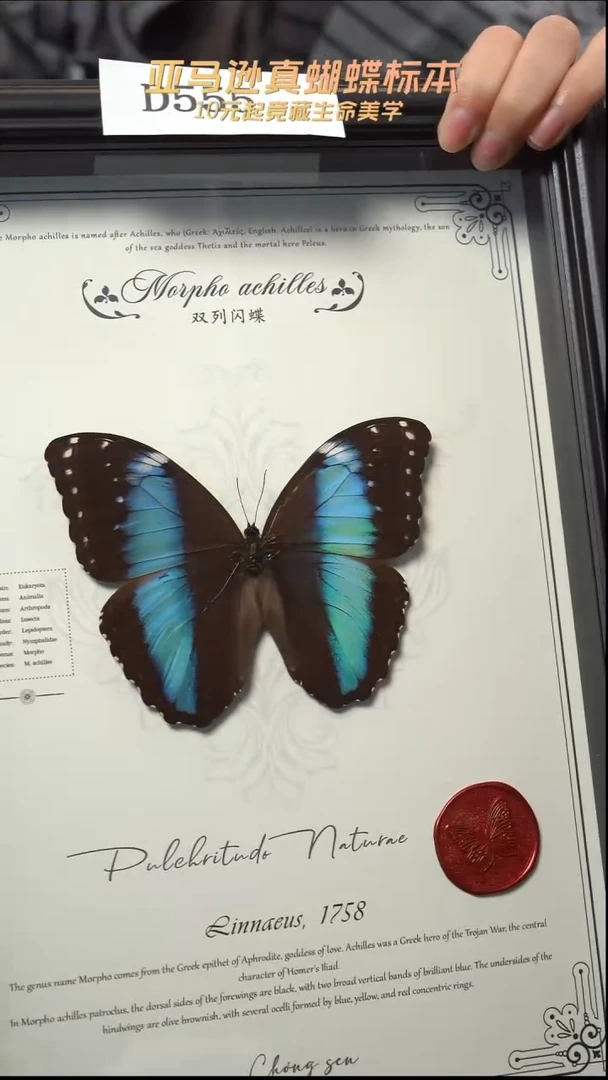 蝴蝶标本摆件竞拍d555