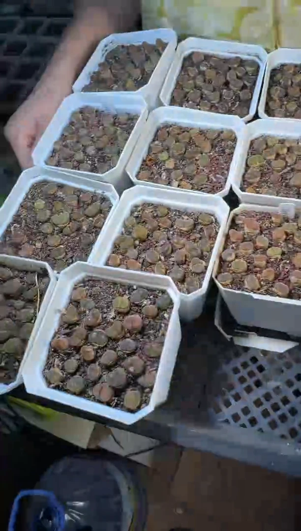 13-50多肉植物45km一盆