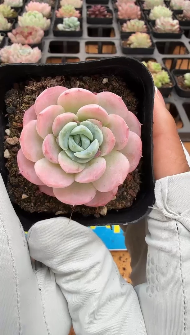 东云多肉园二店-47