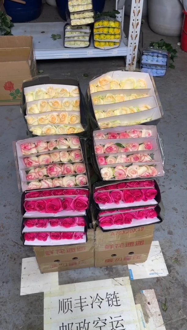 艾沙20枝+佛洛依德20枝+香槟20枝