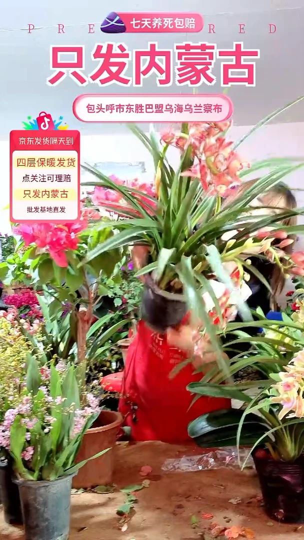 完全开放红色香兰大盆