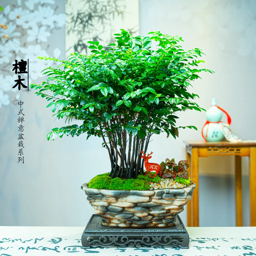 【丛林款小叶紫檀】盆景高端雅致室内盆景绿植鲜活好养大气美观