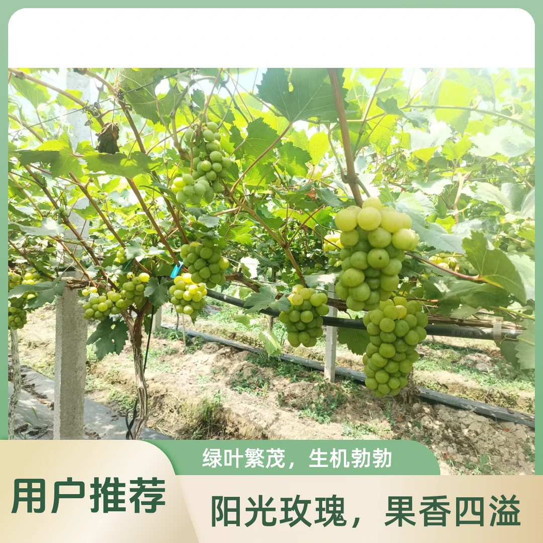 【甜】新鲜多汁清甜饱满维多利亚葡萄 原产地直发