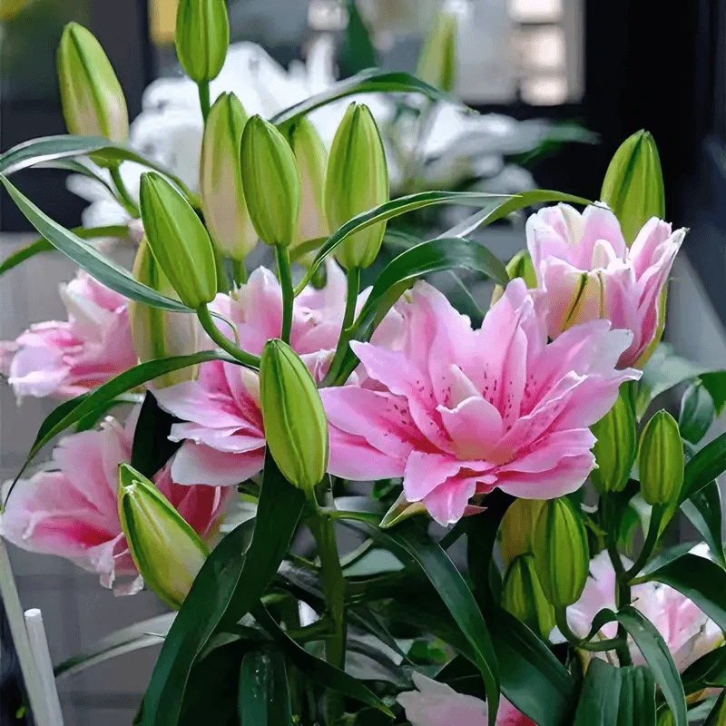 【带芽】香水百合花种球耐寒四季开花盆栽地栽室内外庭院阳台花卉型