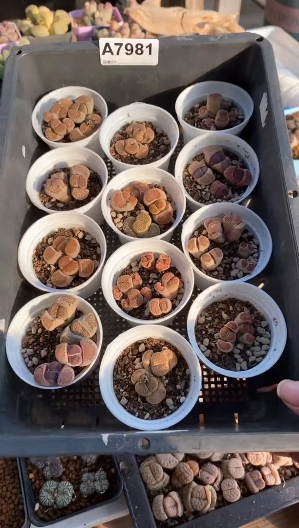 【闪购商品】7981直播一物一拍