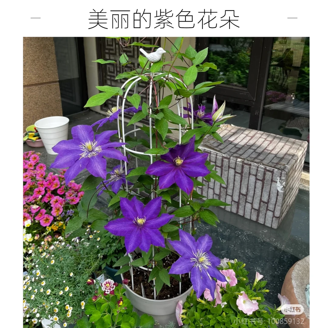 丹尼尔德隆达 蓝色大花爬藤