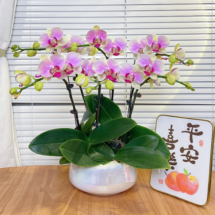 【蒙娜丽莎-蝴蝶兰】QX高端鲜花 易养花期长 送礼 家居摆件