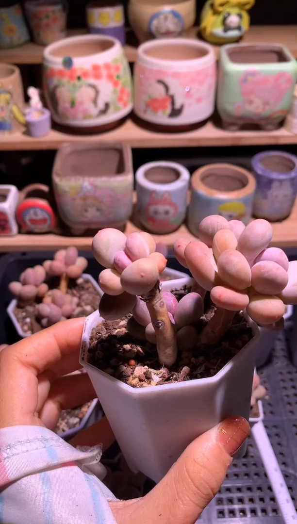 4头韩国彩虹奶酪多肉