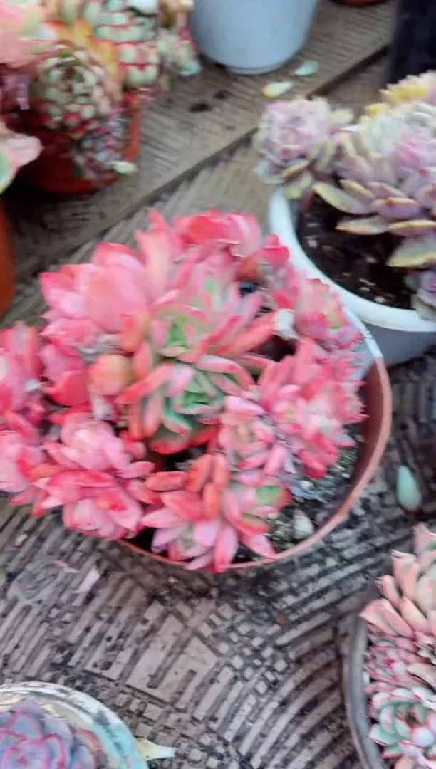 【闪购商品】03286