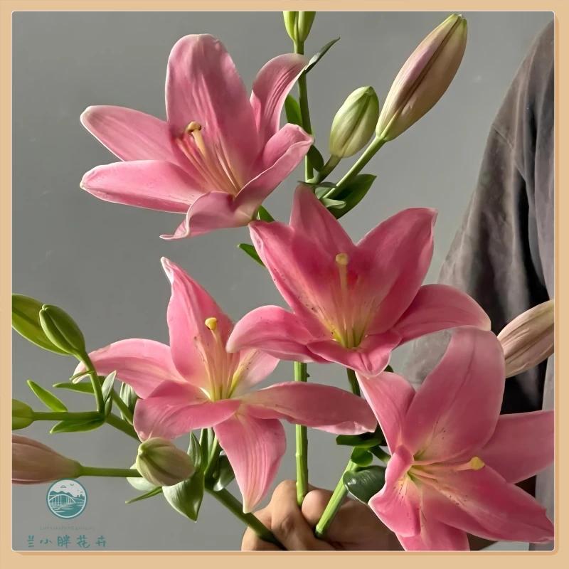 【兰小胖】精选-小粉仙亚洲百合5枝装三头 无香型无土栽培顺丰包邮