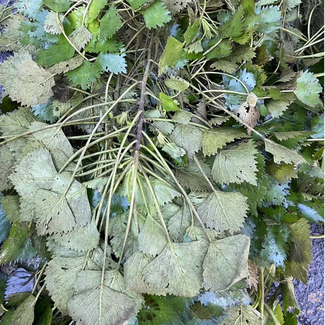 南京高淳当季新鲜现摘菱角菜
