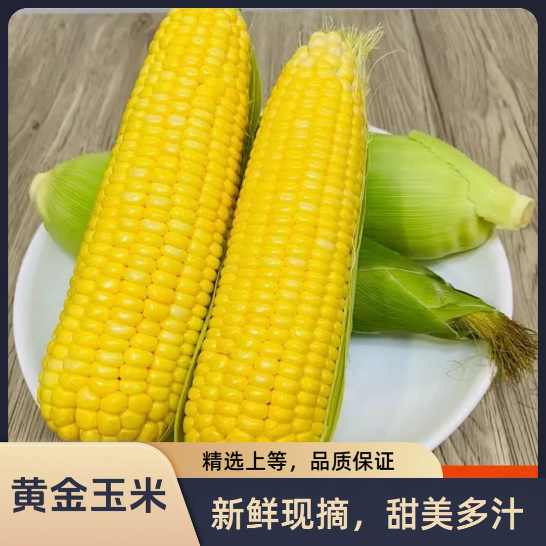 【L】云南高山黄金水果玉米新鲜脆甜爆浆包谷玉米5斤