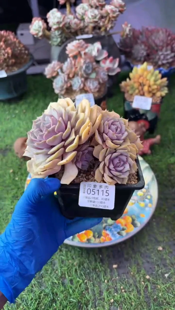 昆明印象多肉05115